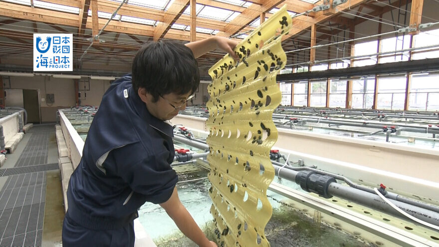 過去の放送「アワビの稚貝養殖」7月2日