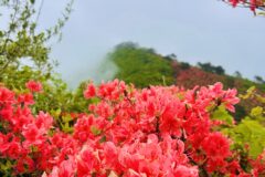 気仙沼のツツジの山　徳仙丈山に行ってきました！