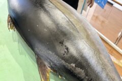 11/1UMI-KOIプログラムin塩竈2回目開催いたしました！