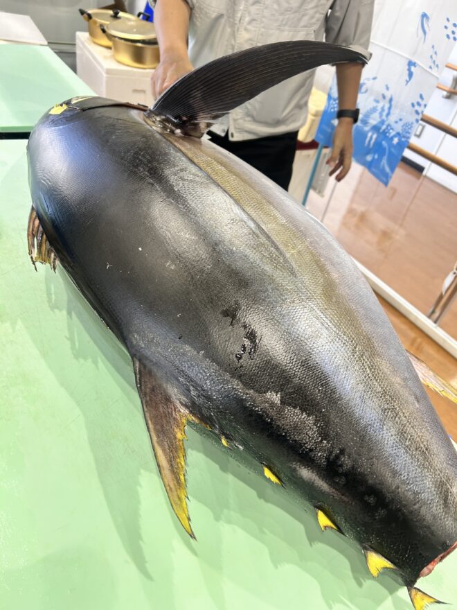 11/1UMI-KOIプログラムin塩竈2回目開催いたしました！